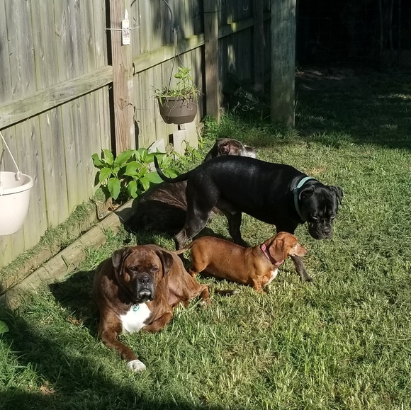 Meet your Posher, Laura - Picture 3 of 5